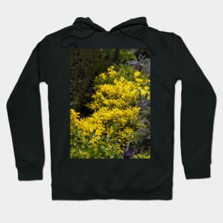 Golden euonymus shrub Hoodie